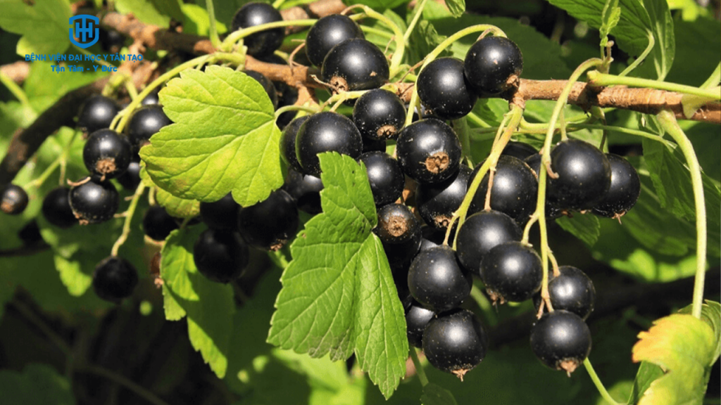 top 10 loại trái cây giàu vitamin C - quả lý đen